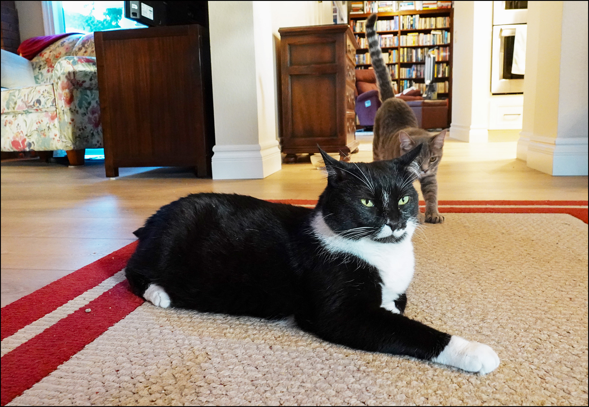 Friday Cat Blogging – 18 March 2022 – Kevin Drum