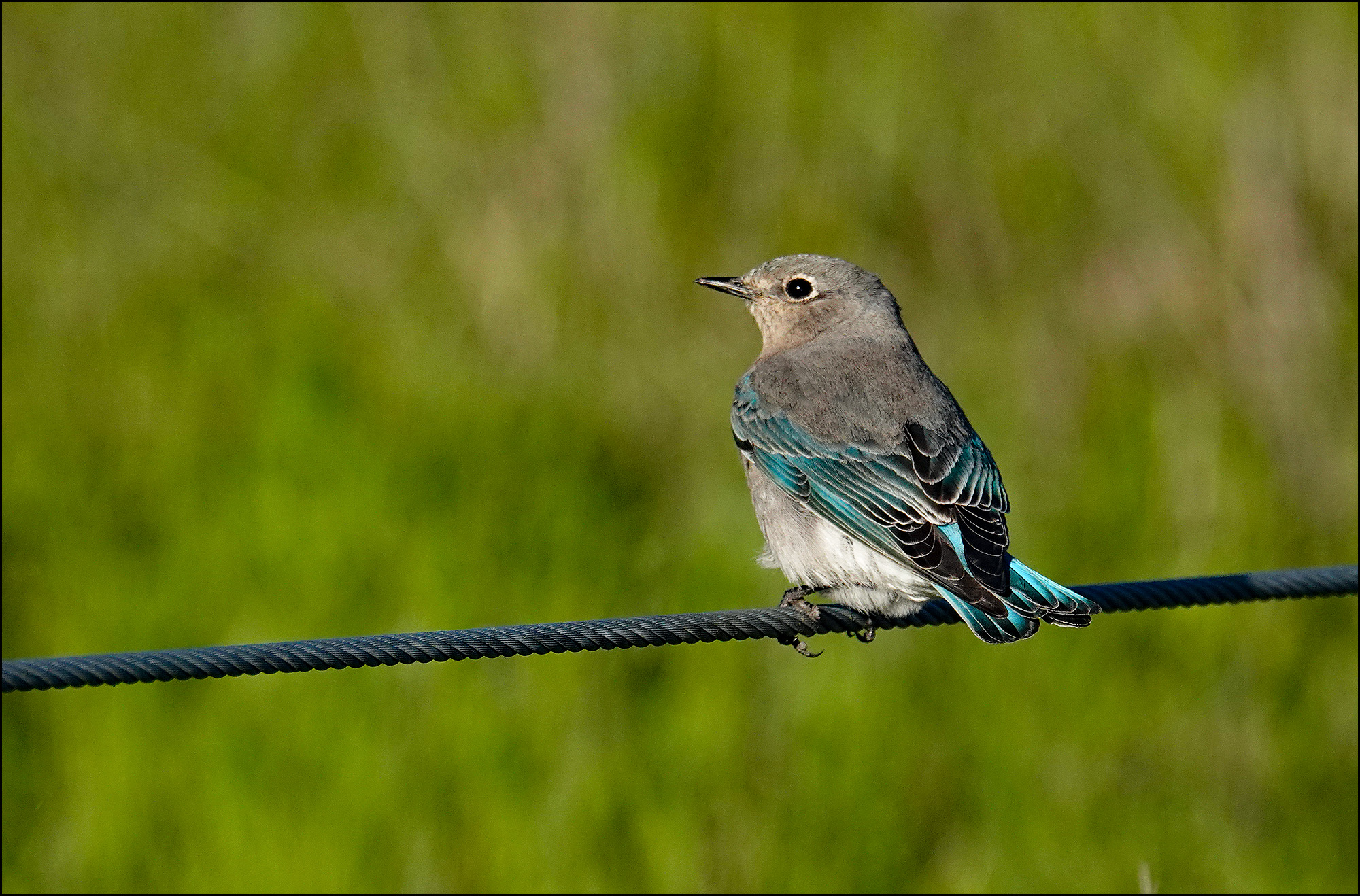 Bluebirds » Everything You Need to Know - Bird Buddy Blog